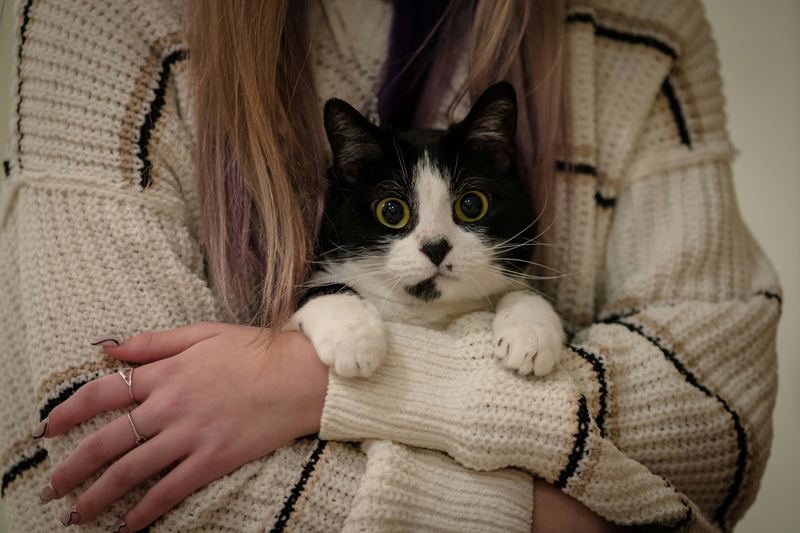 🐱  Gatos também escolhem seus humanos