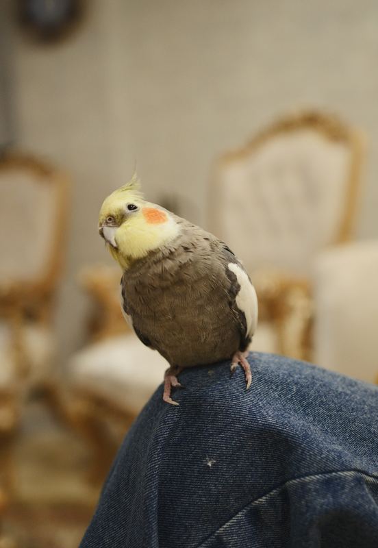🦜  Todo pet merece um perfil